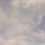 flying_elvi_01