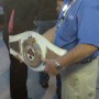 nascar_vegas_winner_belt